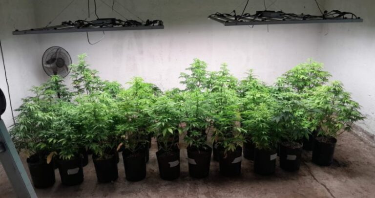 Estancia Grande: la Policía desmanteló una gran plantación de marihuana