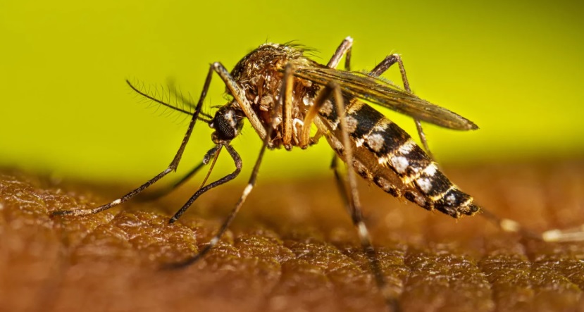 San Luis registró su primer caso de dengue importado