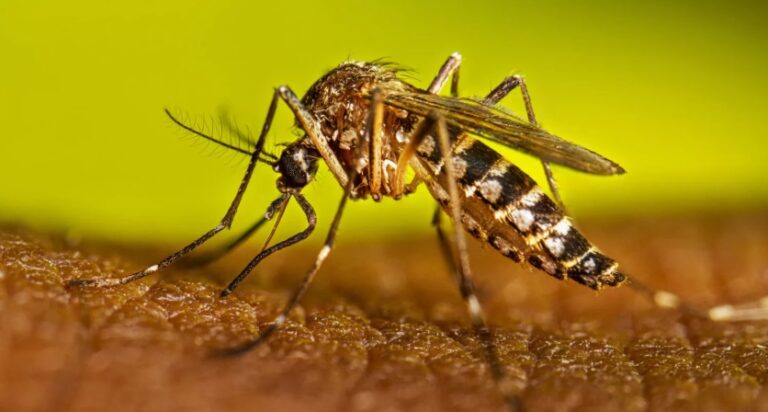 Confirman dos nuevos casos de dengue en Santa Rosa y uno en el área rural de Quines